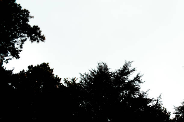 Tree silhouette background. Silhouette of pine tree forest. Woodland background. Black pine trees silhouettes for design. 