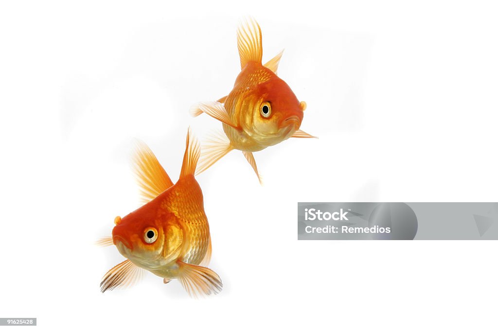 Gold fish - Стоковые фото Аквариум роялти-фри