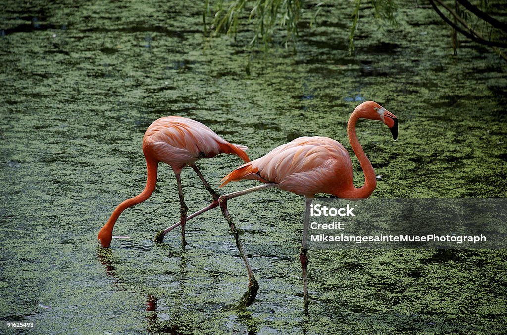 flamingo Intersected. - Royalty-free Animal Foto de stock