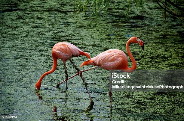 Flamingo Intersected - Fotografias de stock e mais imagens de Animal - Animal, Animal Cativo, Ao Ar Livre
