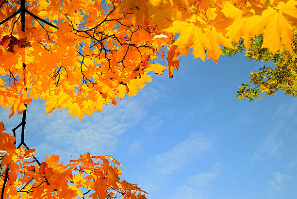 istock frame by maple leaves in city park on sun day 91625510