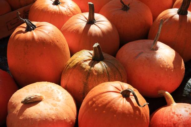 istock Pumpkins on a halloween market 916255538