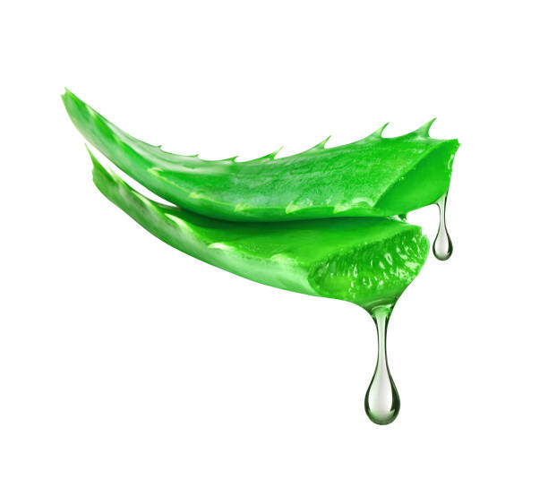 istock Essence from aloe vera plant drips from stems on white background 916256736