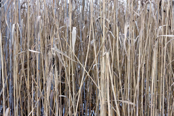istock Overgrown reeds in winter 916257338