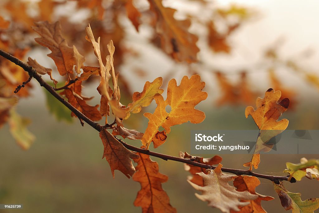 Feuilles de chêne doré - Photo de Automne libre de droits