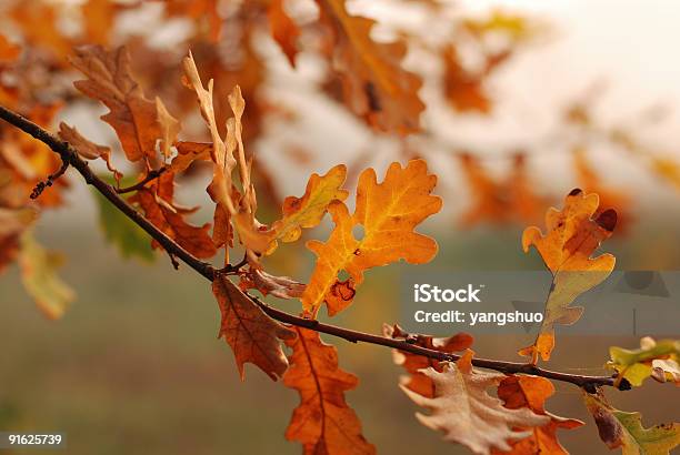 Photo libre de droit de Feuilles De Chêne Doré banque d'images et plus d'images libres de droit de Automne - Automne, Chêne, Feuille