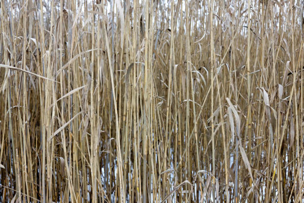 istock Overgrown reeds in winter 916257420