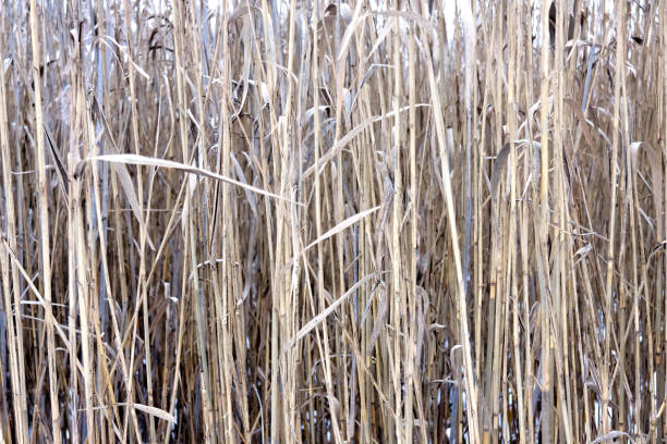 istock Overgrown reeds in winter 916257590