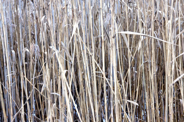 istock Overgrown reeds in winter 916257634