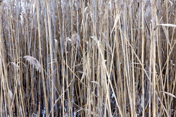 istock Overgrown reeds in winter 916259668