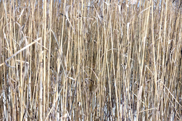 istock Overgrown reeds in winter 916259718
