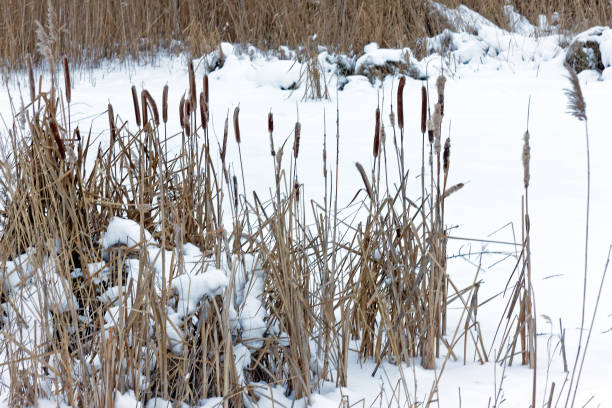 istock Bulrush in wintertime with snow, ice and reed 916259808