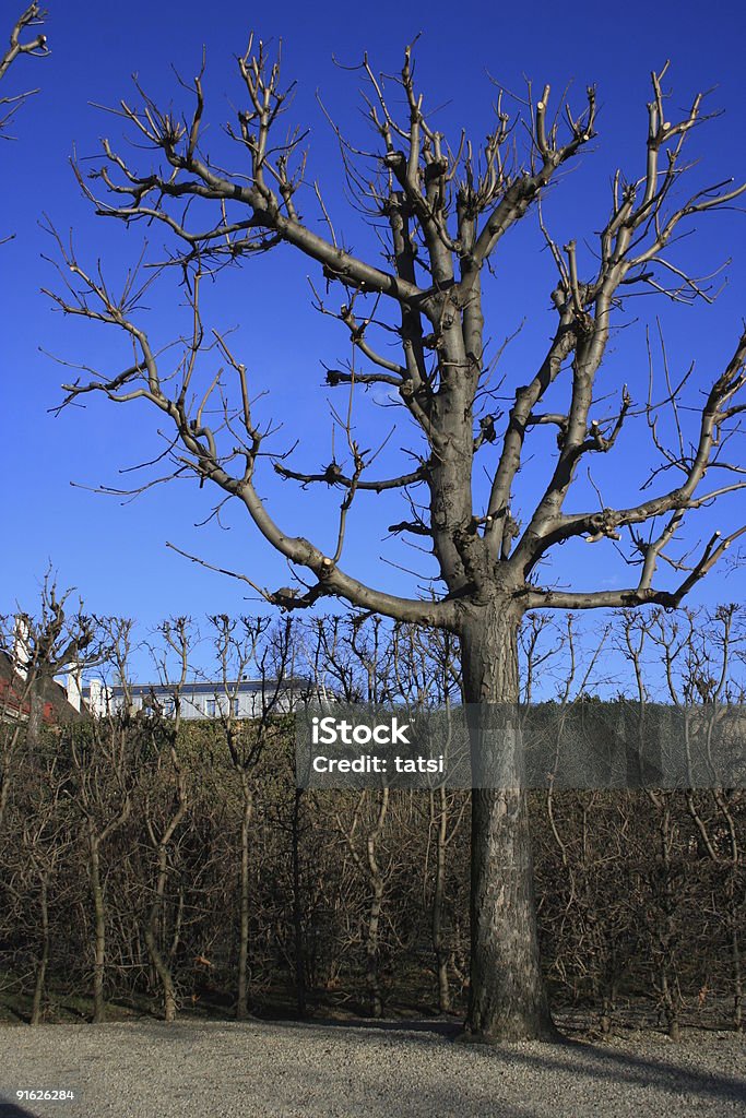 Tree without leaves  Autumn Stock Photo