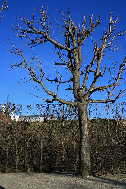 Tree without leaves stock photo