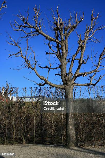 Tree Without Leaves Stock Photo - Download Image Now - Autumn, Clear Sky, Color Image