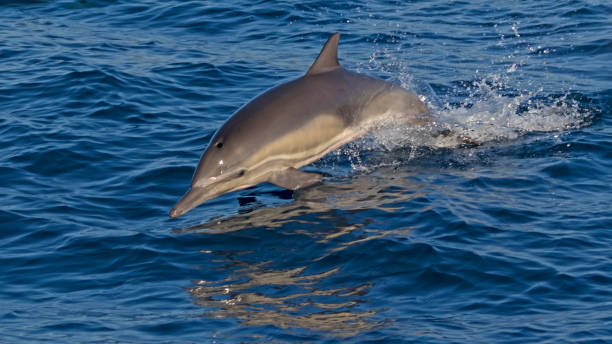 Dolphin jumps from the Pacific Ocean
