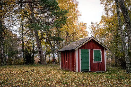 Small red house in forrest