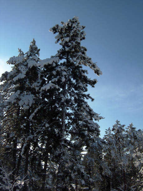 istock Nature in winter, snow-covered pine forest 916263726
