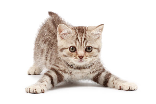 gattino divertente - kitten domestic cat isolated tabby foto e immagini stock