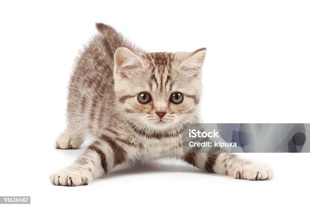 Śmieszna Kociak - zdjęcia stockowe i więcej obrazów Kociak - Kociak, Kot domowy, Białe tło