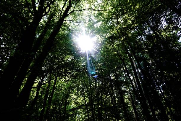 The sun shining thrugh Oberflockenbach forest