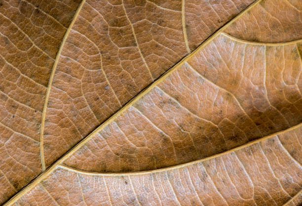 istock Yellow leaf closeup. Autumn leaf texture macro photo. Dry yellow leaf vein pattern. 916266394
