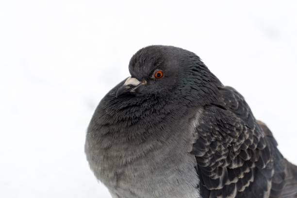 istock Pigeons on the snow. 916266902