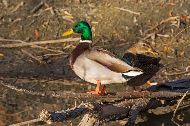 istock Ducks at Los Angeles park shore 916269450