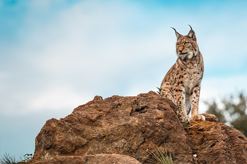 Lynx climbed on a rock and sitting and blue sky in the background