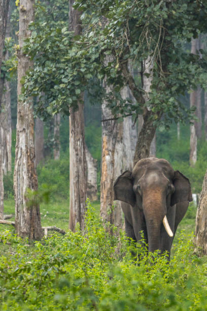 Single tusk elephant in Dubare Elephant Camp, Coorg India. stock photo