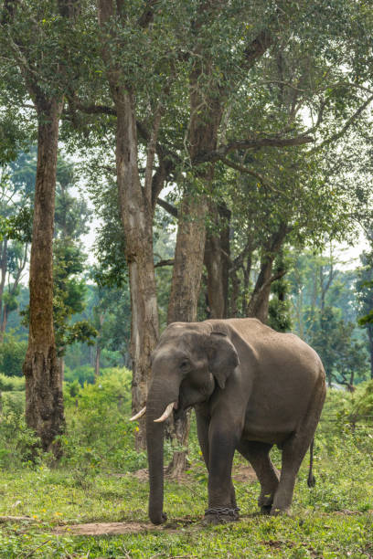 istock Chained elephant in Dubare Elephant Camp, Coorg India. 916270970