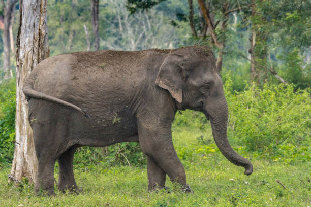 istock Full body closeup elephant in Dubare Elephant Camp, Coorg India. 916271192