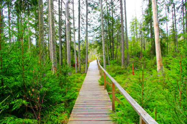 istock Bridge over a swamp in the forest 916280862