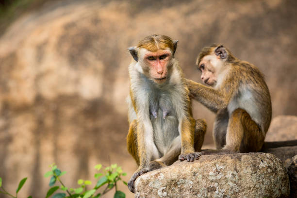 Toque macaque monkeys small reddish-brown-coloured "Old World" monkeys endemic to Sri Lanka co dependent relationship stock pictures, royalty-free photos & images