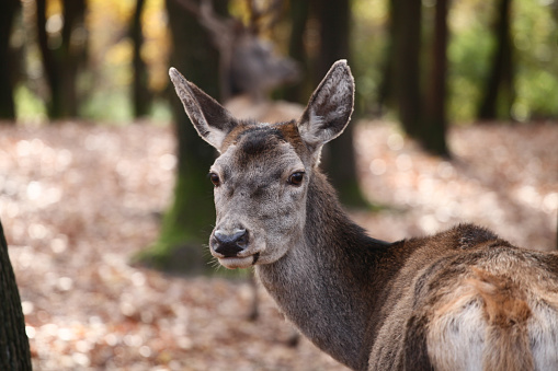 Deer portrait in the forest