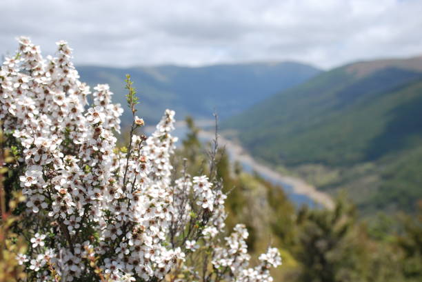 auf der suche durch manuka blumen zum cobb valley, kahurangi national park, neuseeland - golden bay stock-fotos und bilder