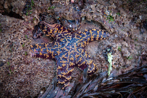 ochre sea star (pisaster ochraceus) w: leo carrillo state beach tide pools, california - ochre sea star zdjęcia i obrazy z banku zdjęć