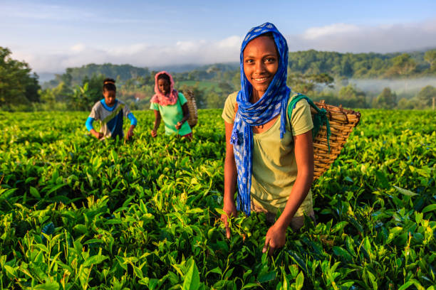 donne africane che strappano foglie di tè nelle piantagioni, africa orientale - tea crop picking agriculture women foto e immagini stock