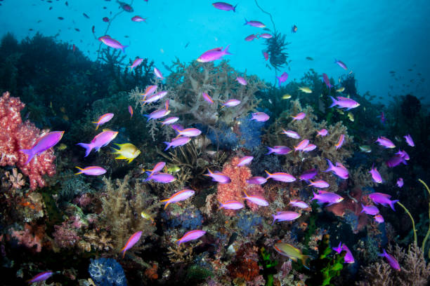 istock Colorful Reef Fish in the Philippines 916288454