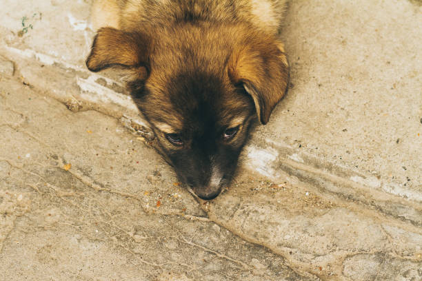 istock Little lonley puppy abandoned, tinted photo 916291114