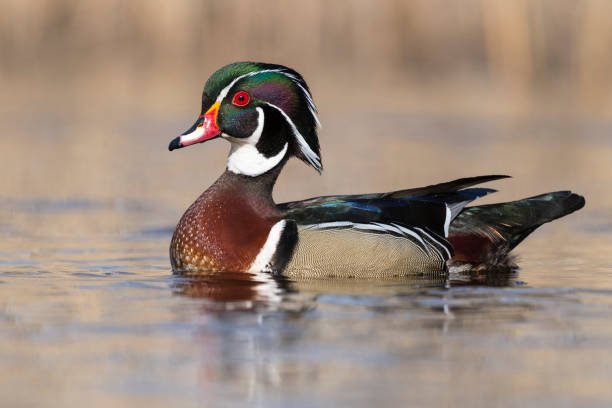istock Male wood duck, aix sponsa, in springtime 916291768