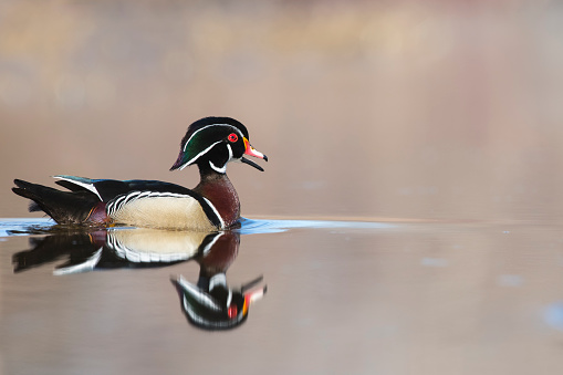 Male wood duck floating on calm water.