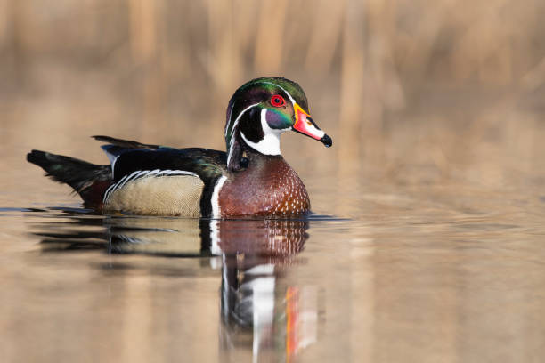 istock Male wood duck, aix sponsa, in springtime 916293942