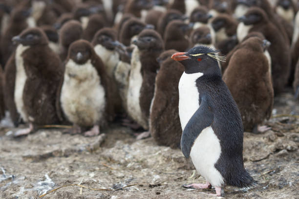 istock Rockhopper Penguin Creche 916293958