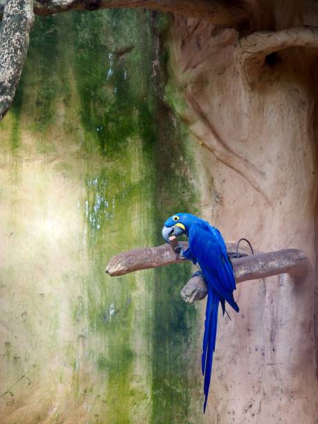 papagaio arara azul - parrot tropical bird gold and blue macaw amazon parrot - fotografias e filmes do acervo