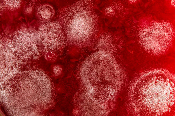 istock development of mold on an organic basis, abstract background 916295472