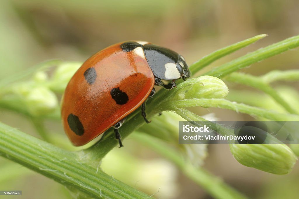 ladybird - Стоковые фото Божья коровка роялти-фри