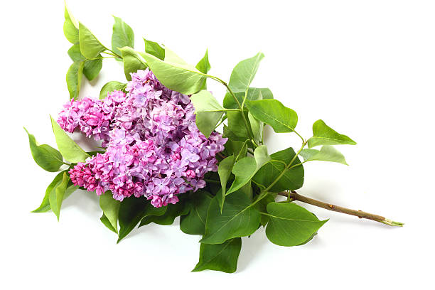 istock Lilac flower isolated on white background. 91629698