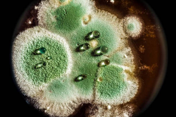 istock development of green mold on an organic basis, abstract background 916297610