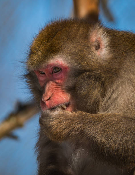 macaco japonés - macaca fuscata - comer - japanese macaque monkey isolated on white macaque fotografías e imágenes de stock